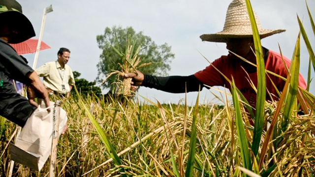 Why Is Golden Rice Good SHFT | Read | Golden Rice: Good or Bad?